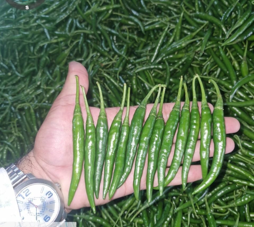 Farm Fresh Green Chilli
